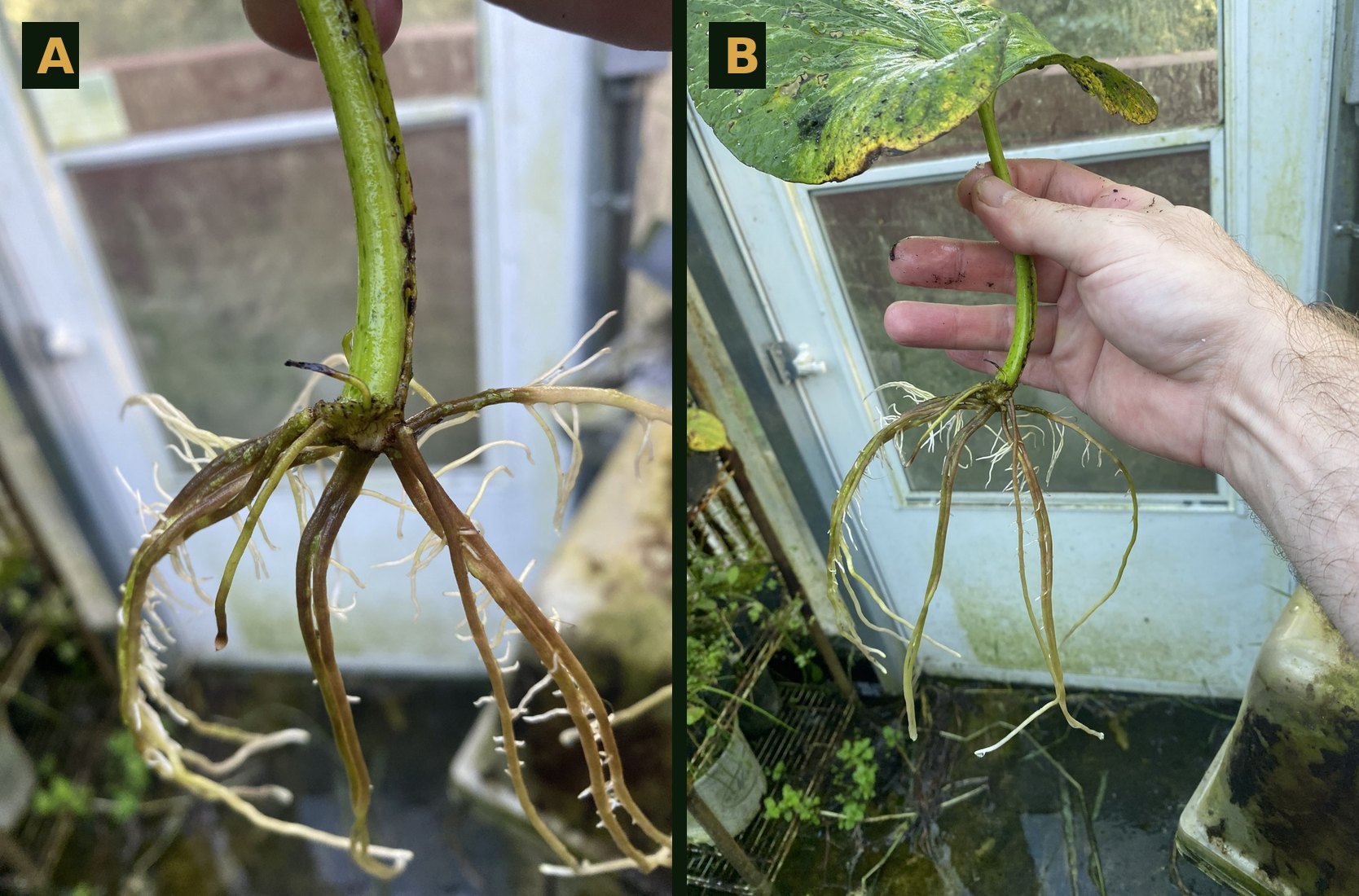 Close view of the petiole base with roots emerging from the abscission surface, and a rooted leaf held above standing water and algal growth on a greenhouse floor