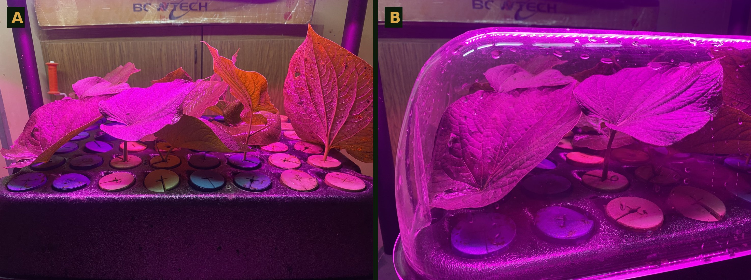 An aeroponic cloner lid holding kava leaves in neoprene collars under red and blue LED light, and the same chamber with its humidity dome closed