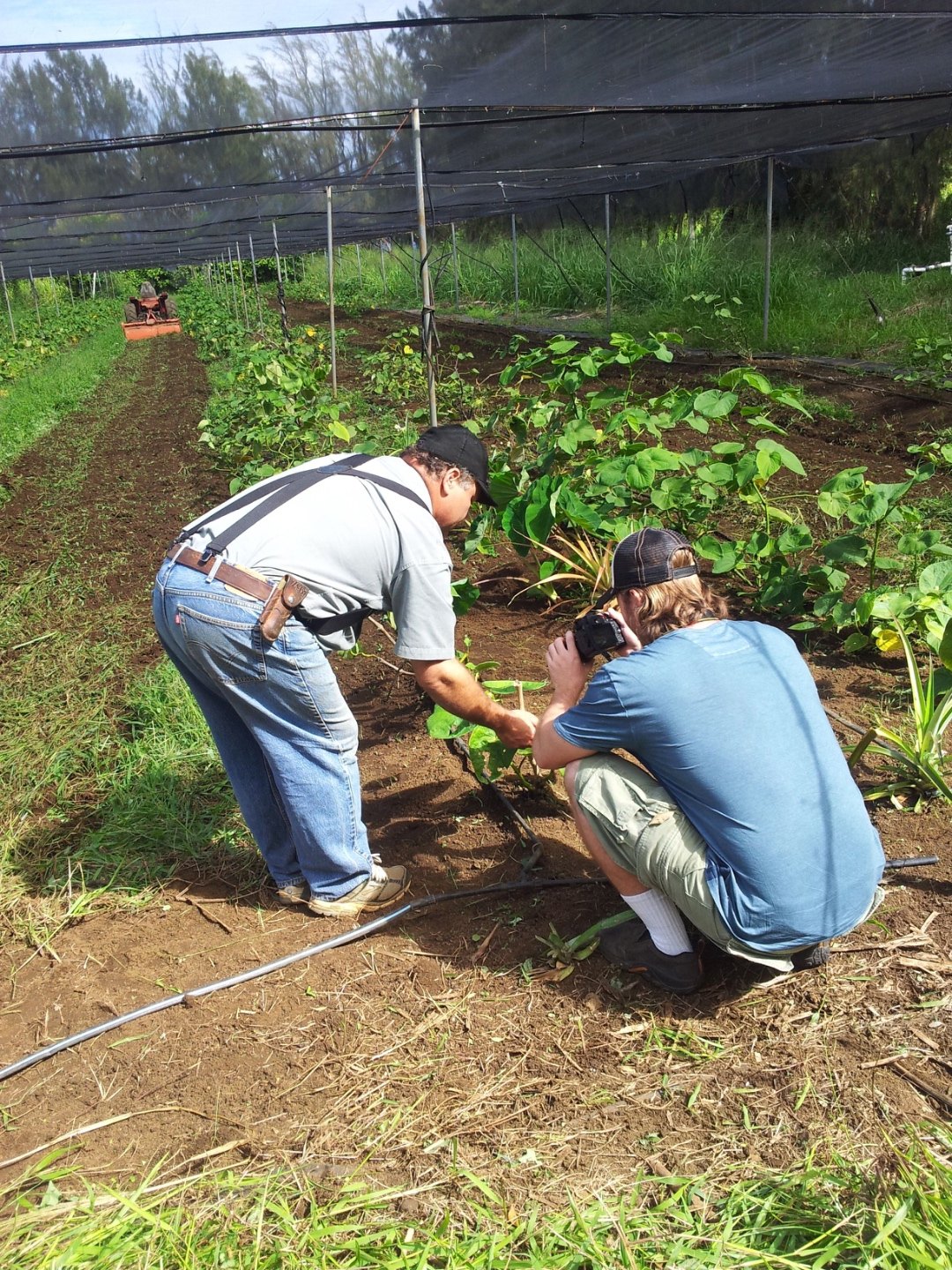 Tyler Blythe and Zach Gibson examining kava plants at Gibson's farm on the Hāmākua Coast, Hawaiʻi Island, in 2013.