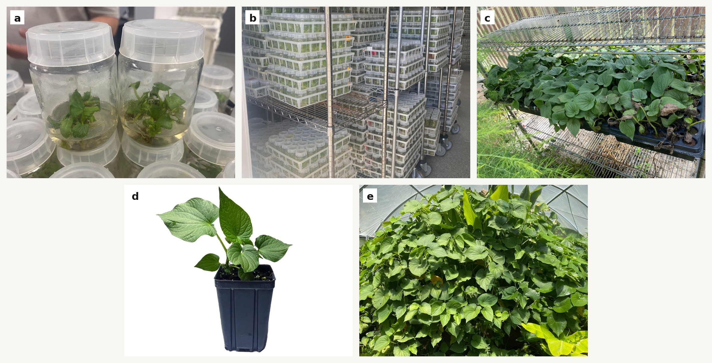 Five-panel sequence of the Kali ISA line from tissue culture to field: plantlets in culture vessels, culture vessels on propagation racks, deflasked plantlets in plug trays, a rooted start in a nursery pot, and an established plant under hoop-house cover.