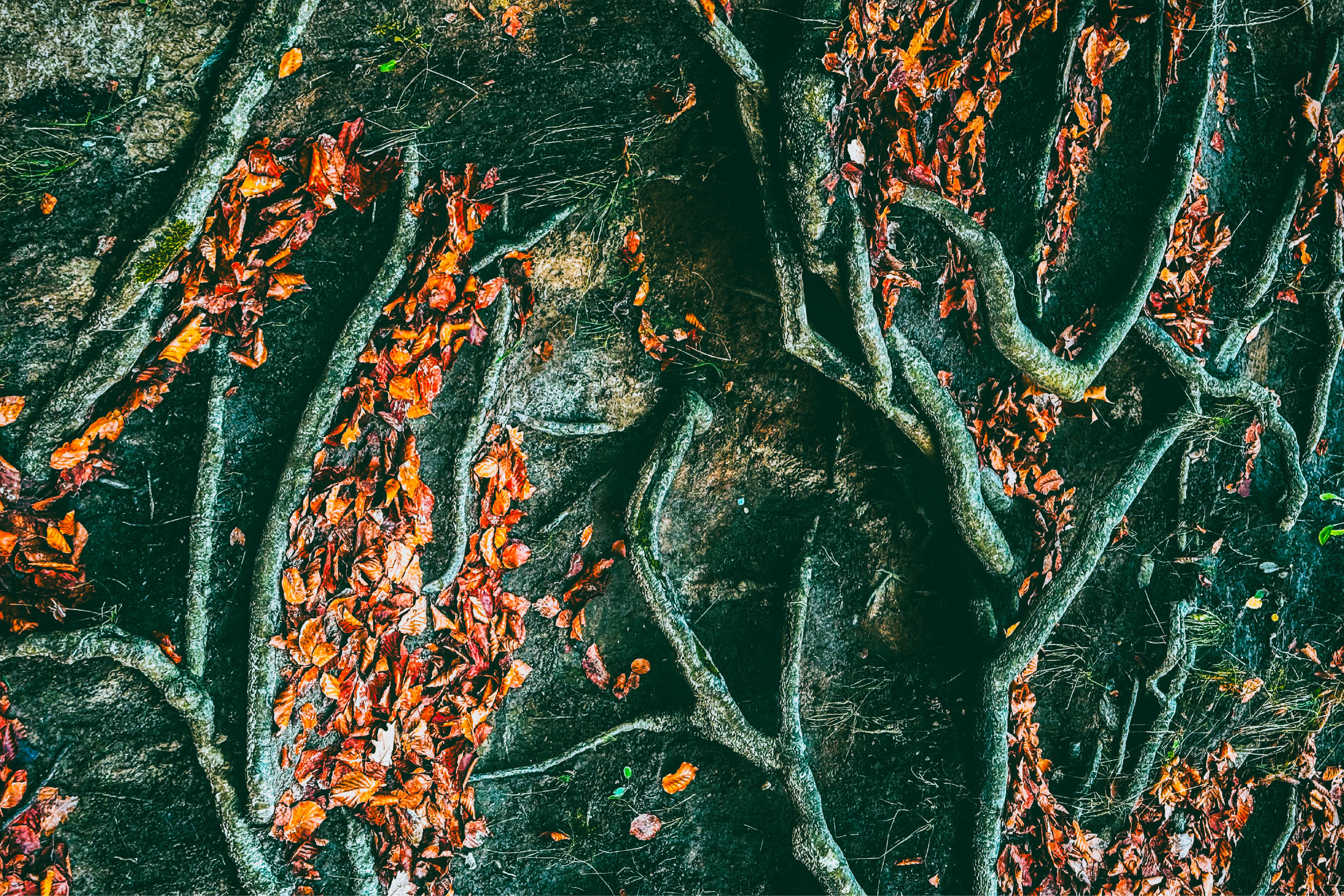 Tree roots spread across dark rock covered with fallen orange leaves.
