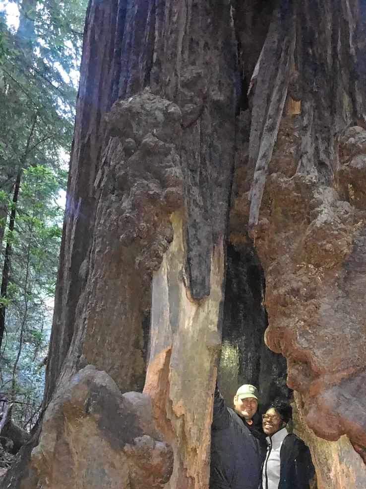 Two people standing inside the hollow of a very large tree