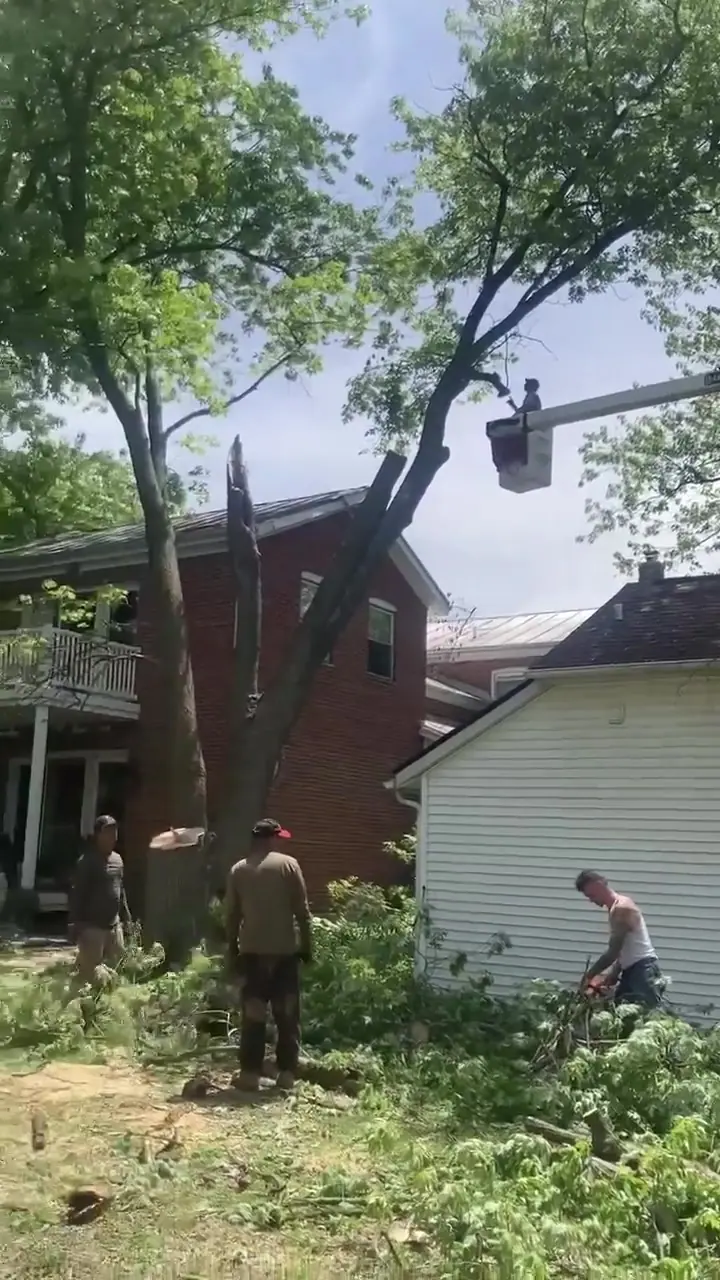 Tree crew working around a residential tree removal