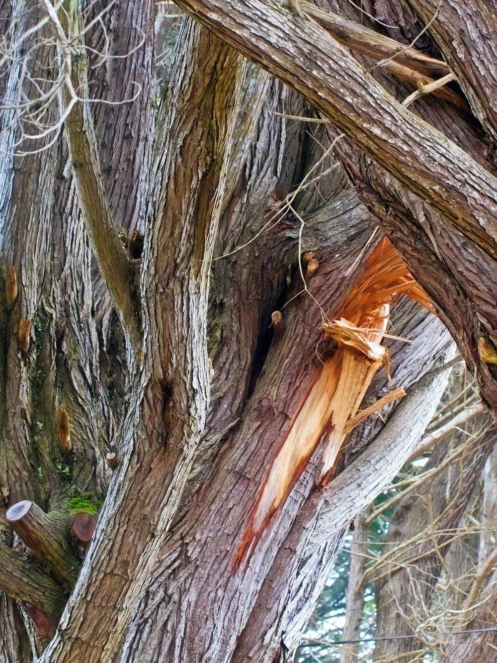Storm-broken tree limb requiring cleanup
