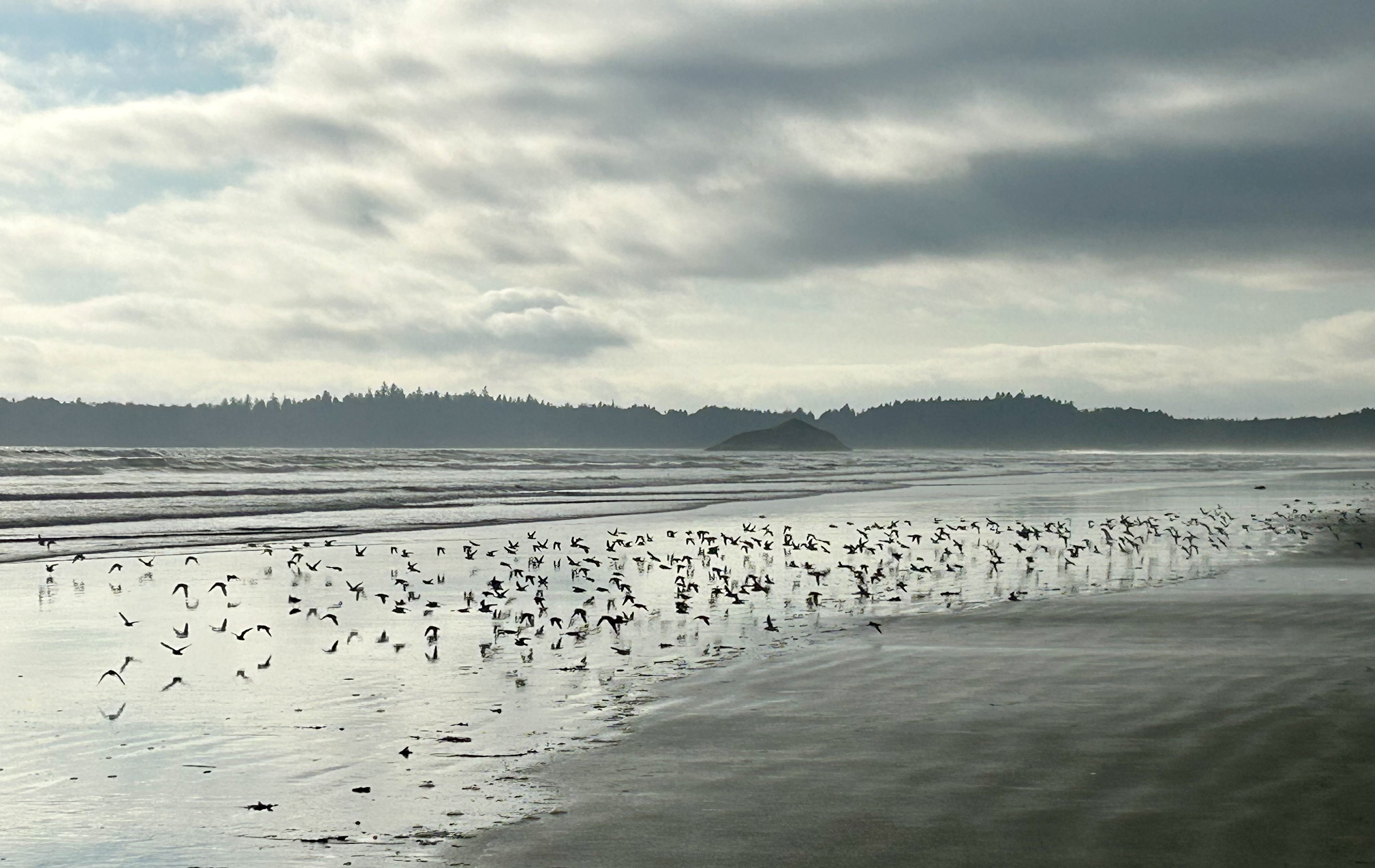 Shorebirds flying over a quiet beach beneath a cloudy sky