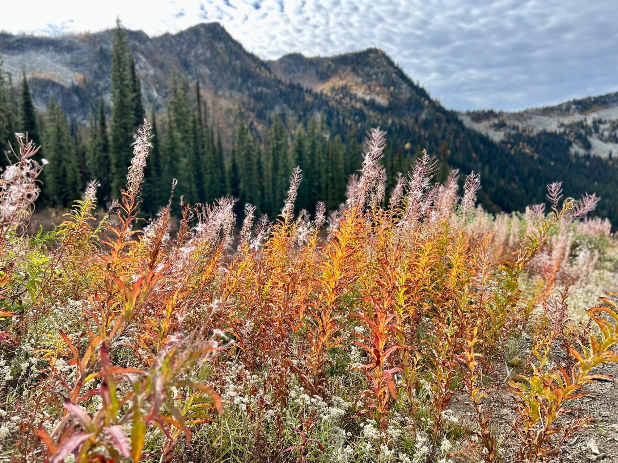 Mountain View wild flowers