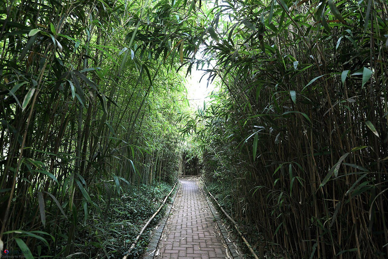 A brick path continuing between tall bamboo stems in Seonyudo Park, photographed in August 2014.