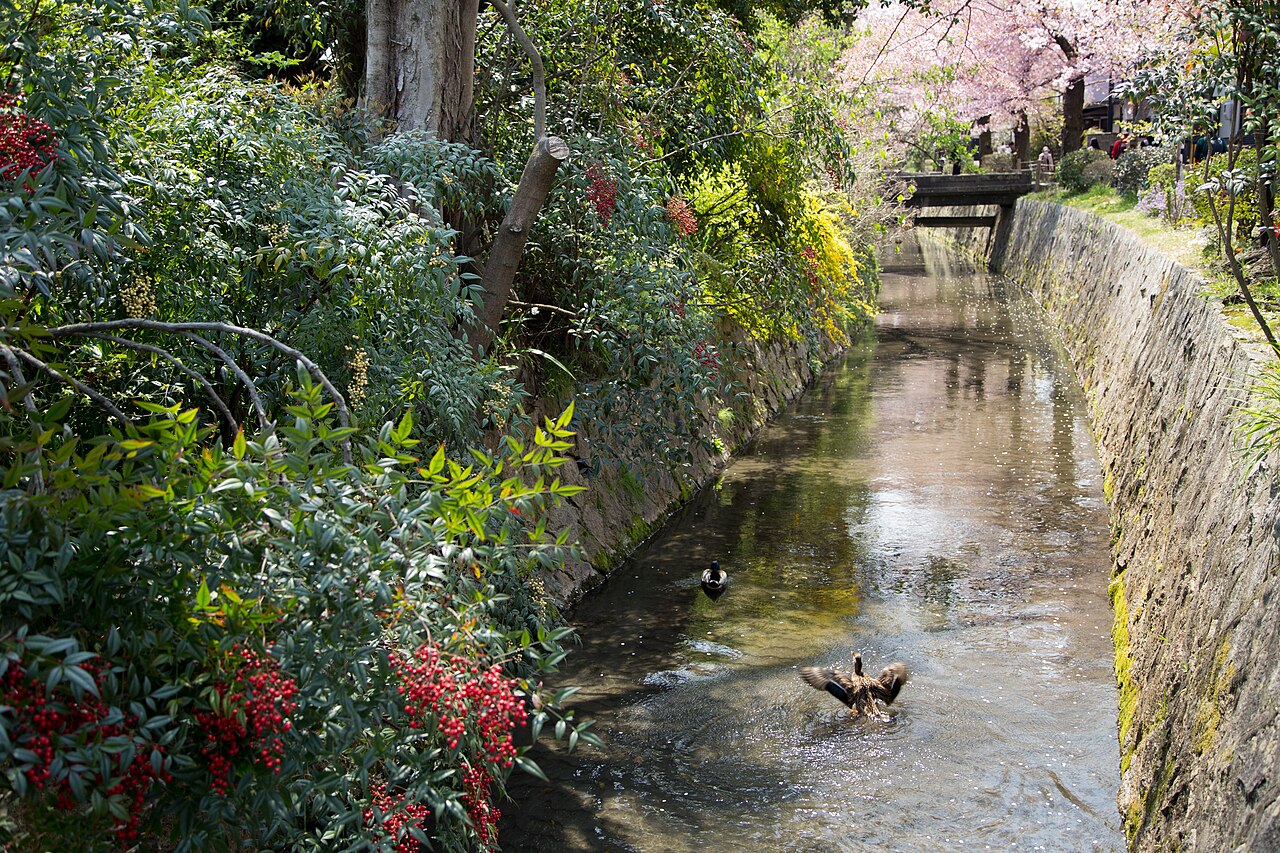 Blossom and vegetation beside the canal along Kyoto’s Philosopher’s Path in spring 2014.