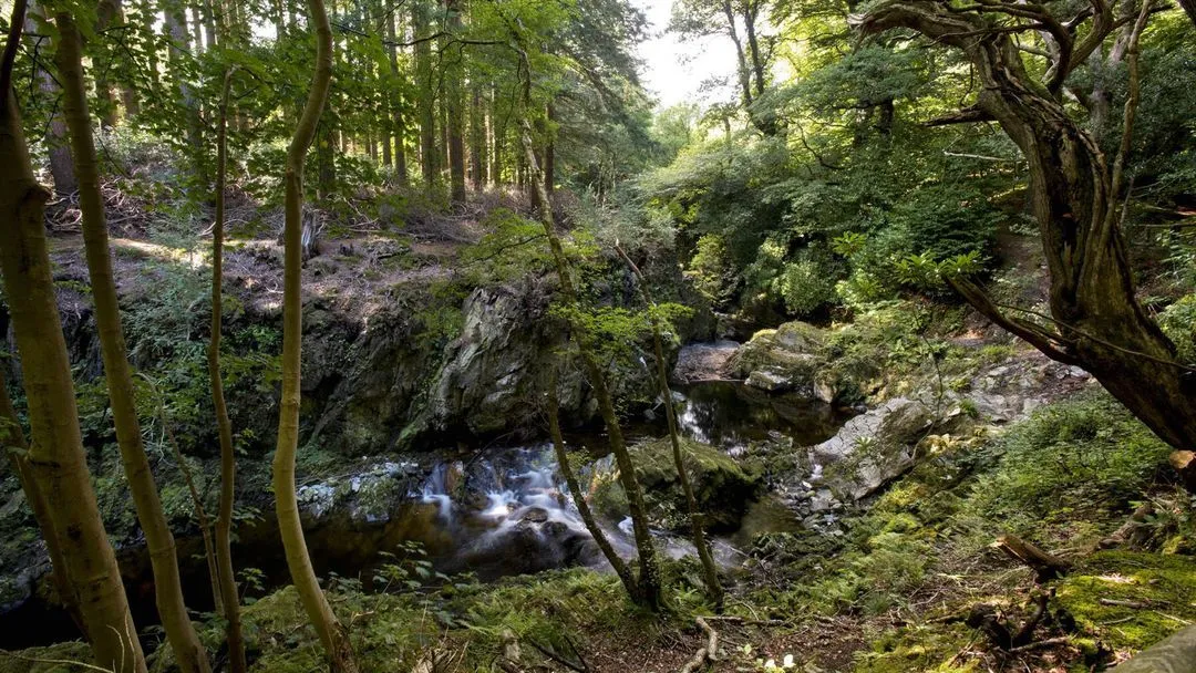Tollymore Forest Park at the foot of the Mourne Mountains