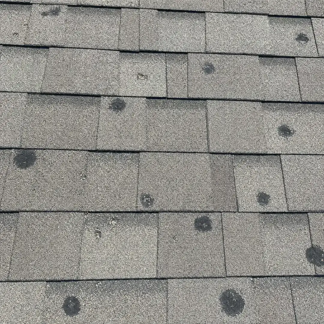 Close view of hail damage on architectural asphalt shingles showing round impact bruises where the granules were knocked away