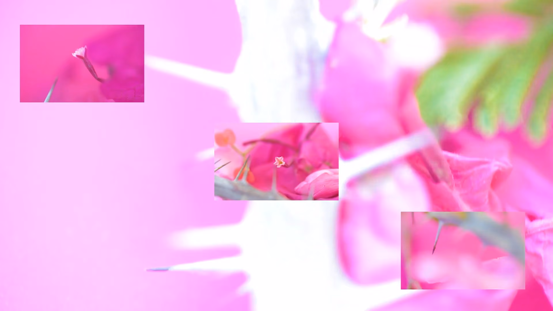 Espinas blancas y flores rosas de corona de Cristo