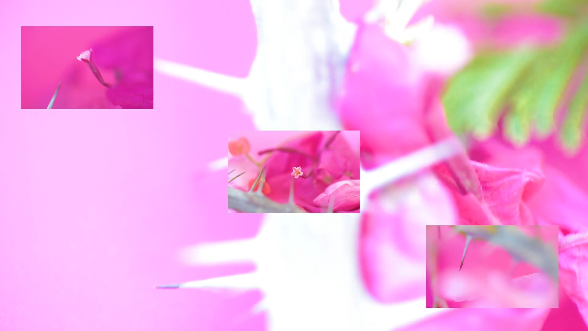 Espinas blancas y flores rosas de corona de Cristo