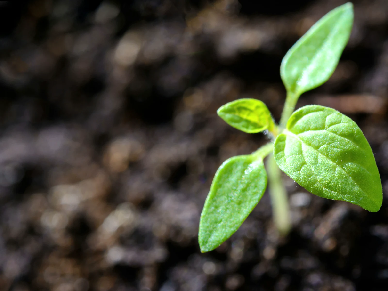 Long term marketing strategy: a young green seedling just starting to grow out of the soil