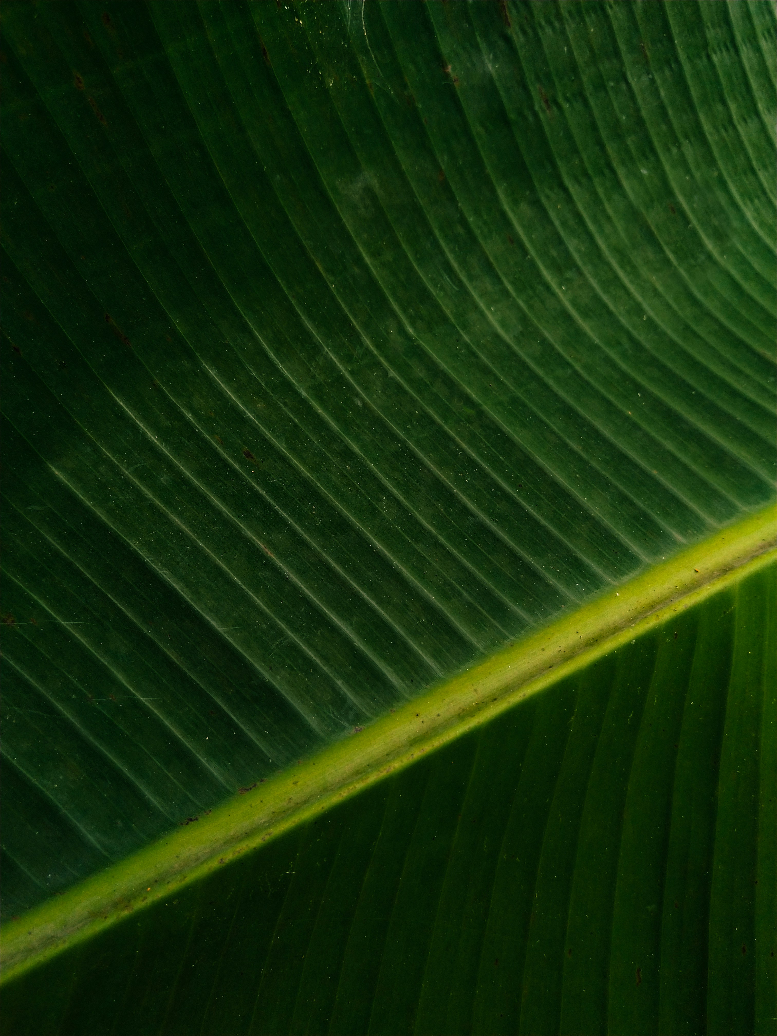 A green zen garden