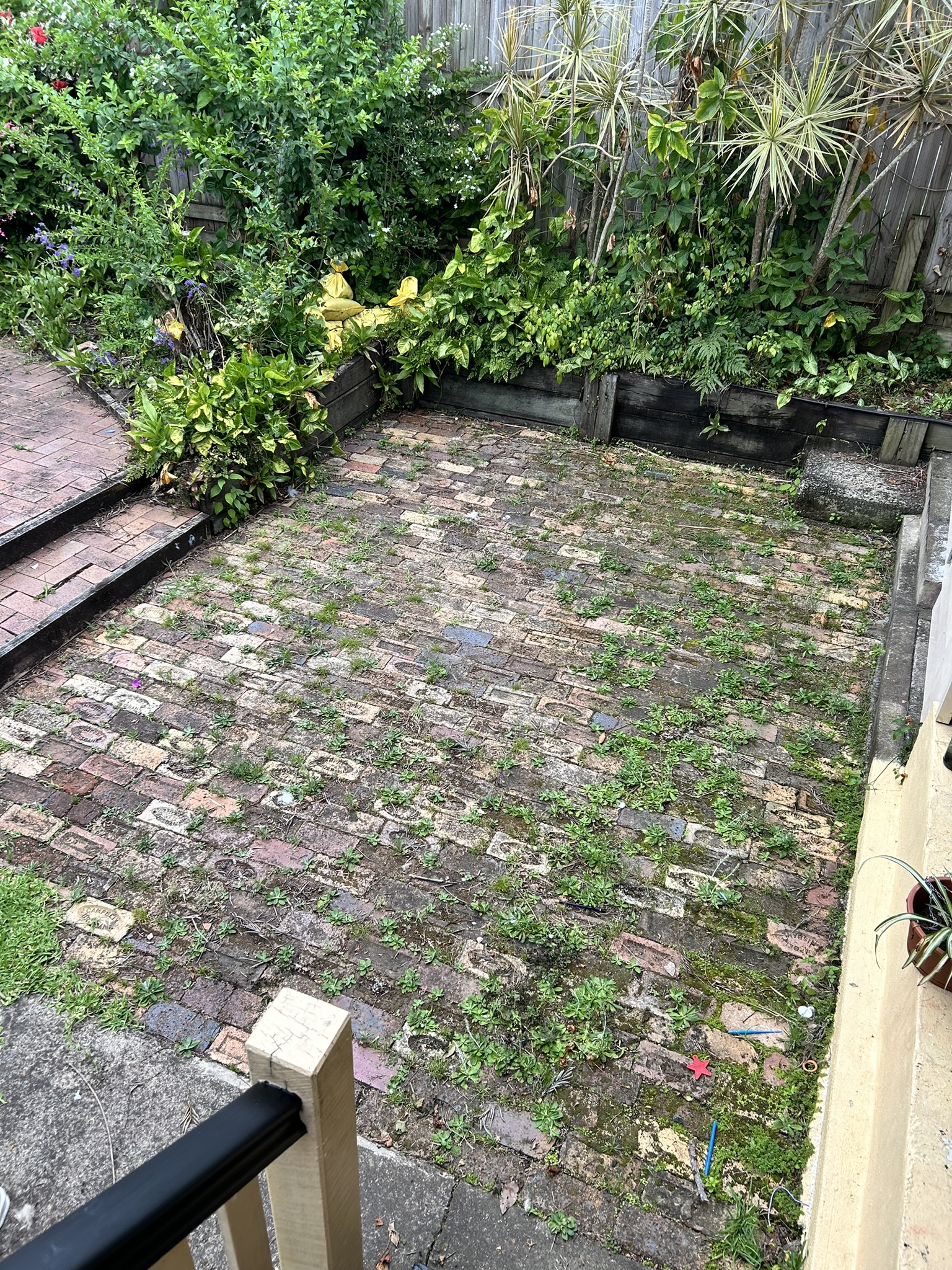 Brick pavers overgrown with weeds and moss before cleaning