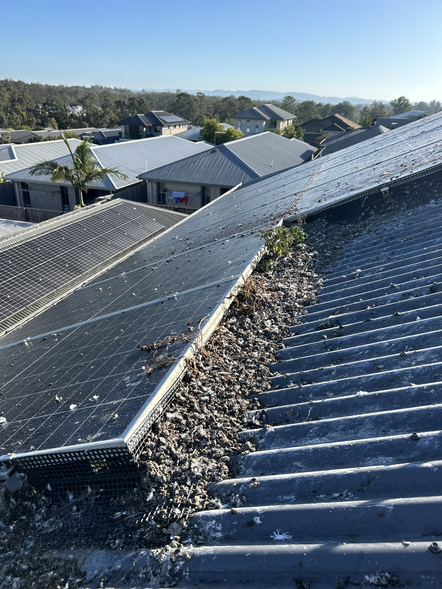 Pigeon mess fouling an exterior surface before cleaning