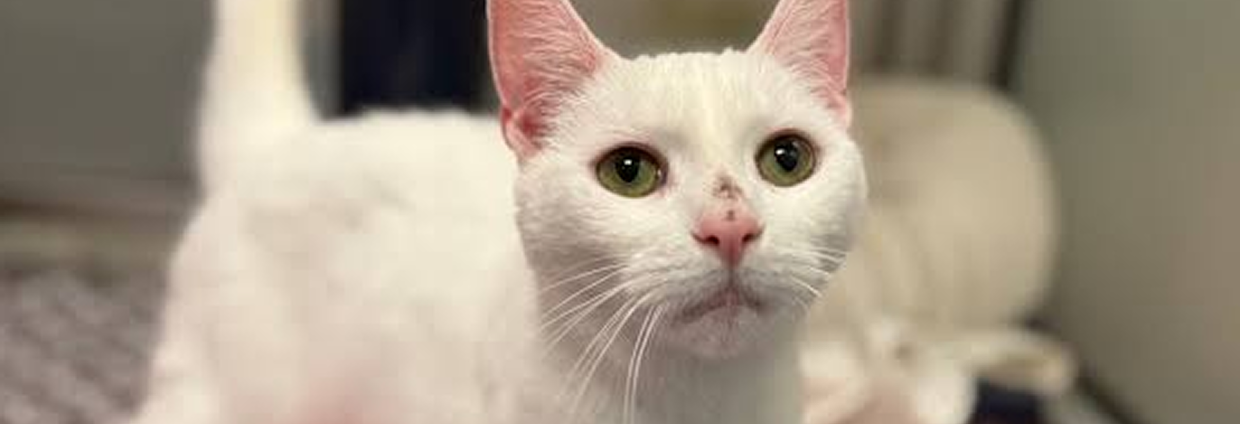 Mochi
