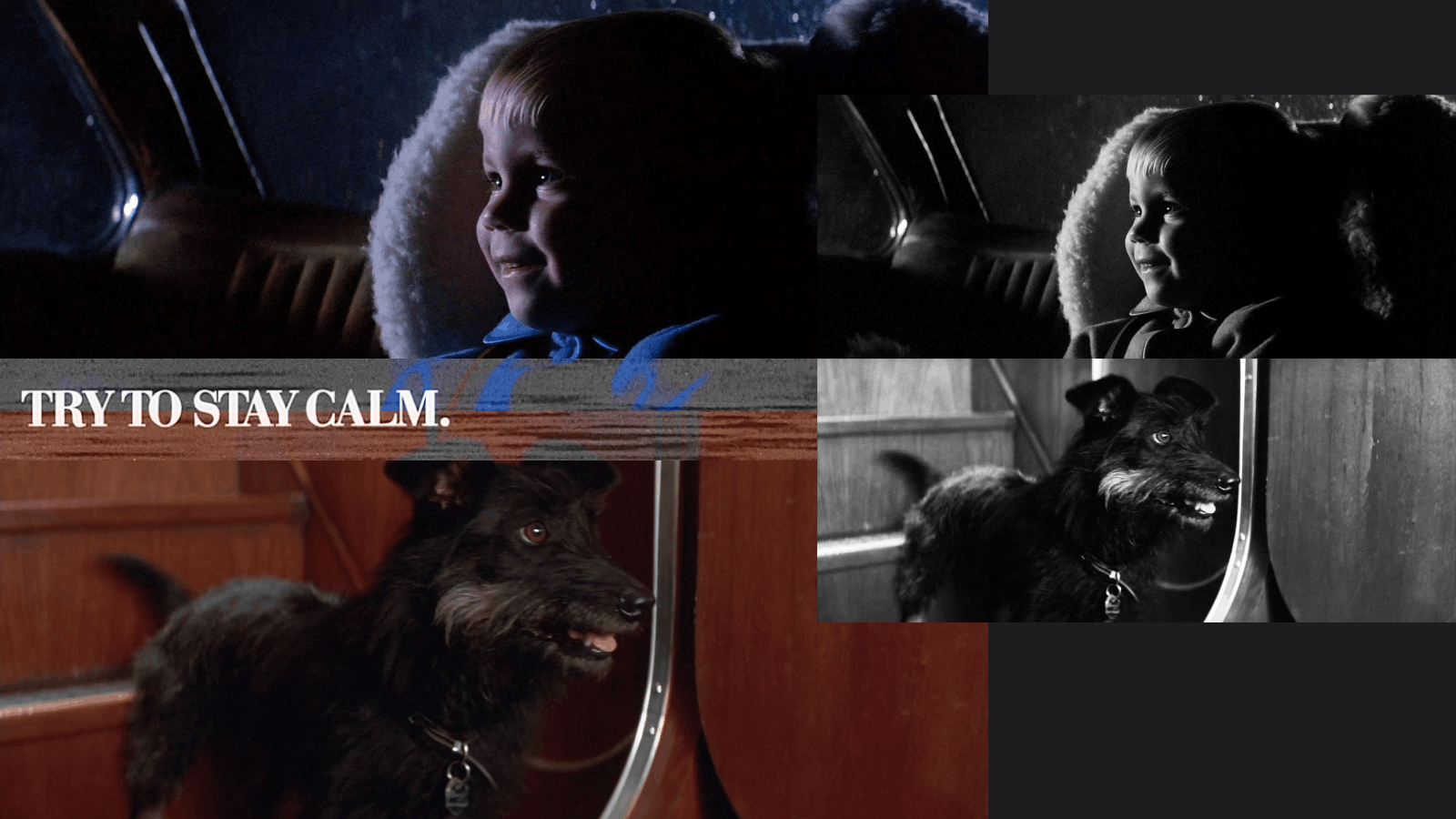 Collage with two versions of a toddler boy smiling while sitting in a car seat at night, one in color and one in black and white, and two versions of a small black dog with a collar standing indoors, one in color and one in black and white, with the text "TRY TO STAY CALM." across the top left.
