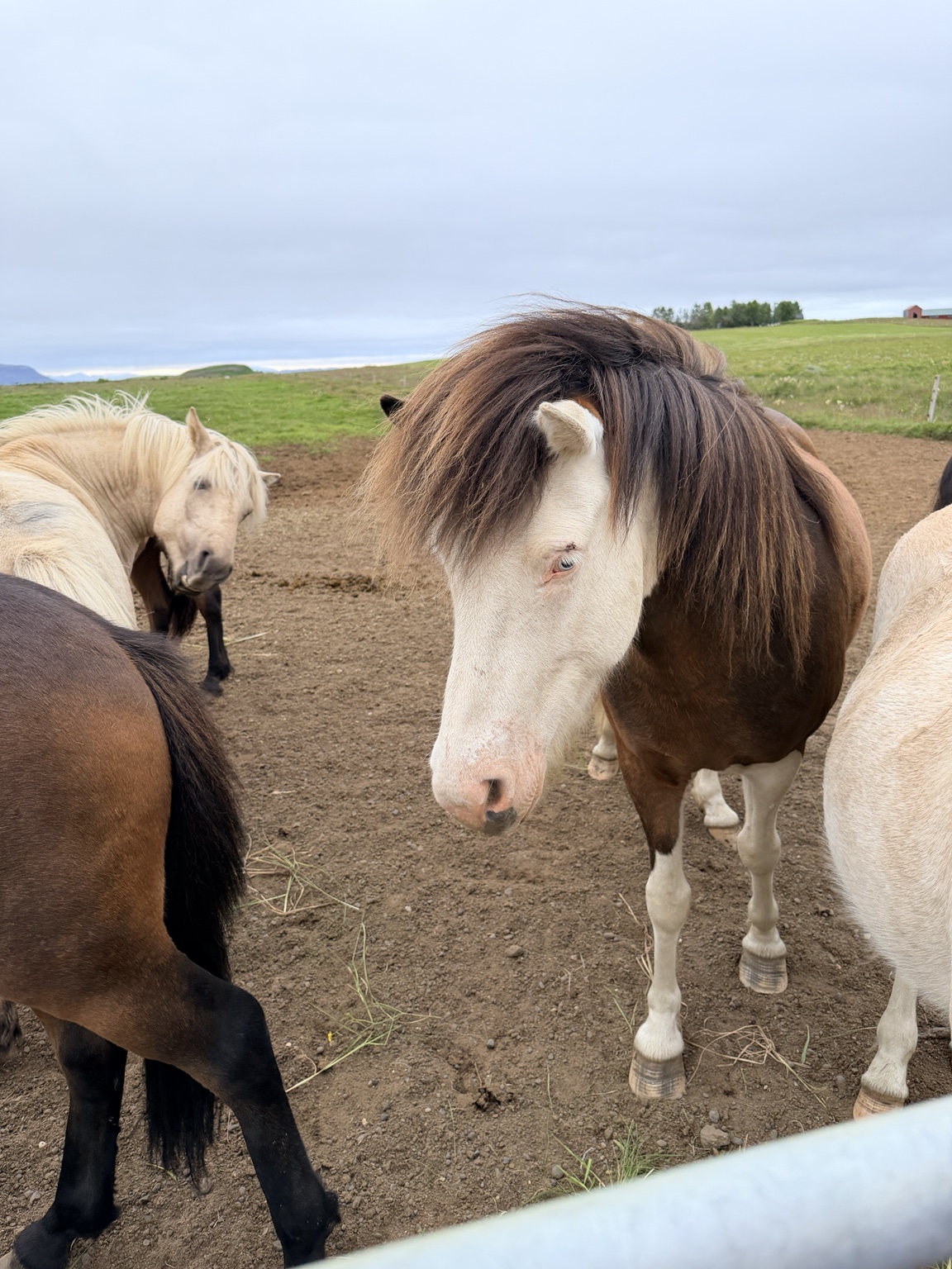 South Iceland family stay