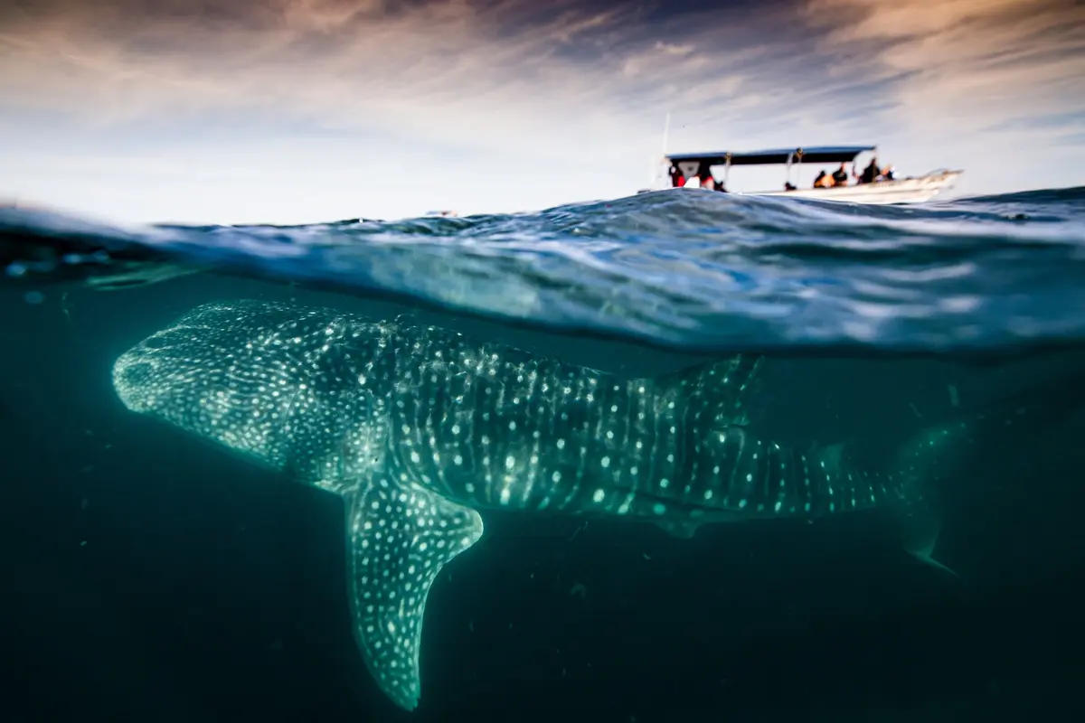 Whale Shark Tour