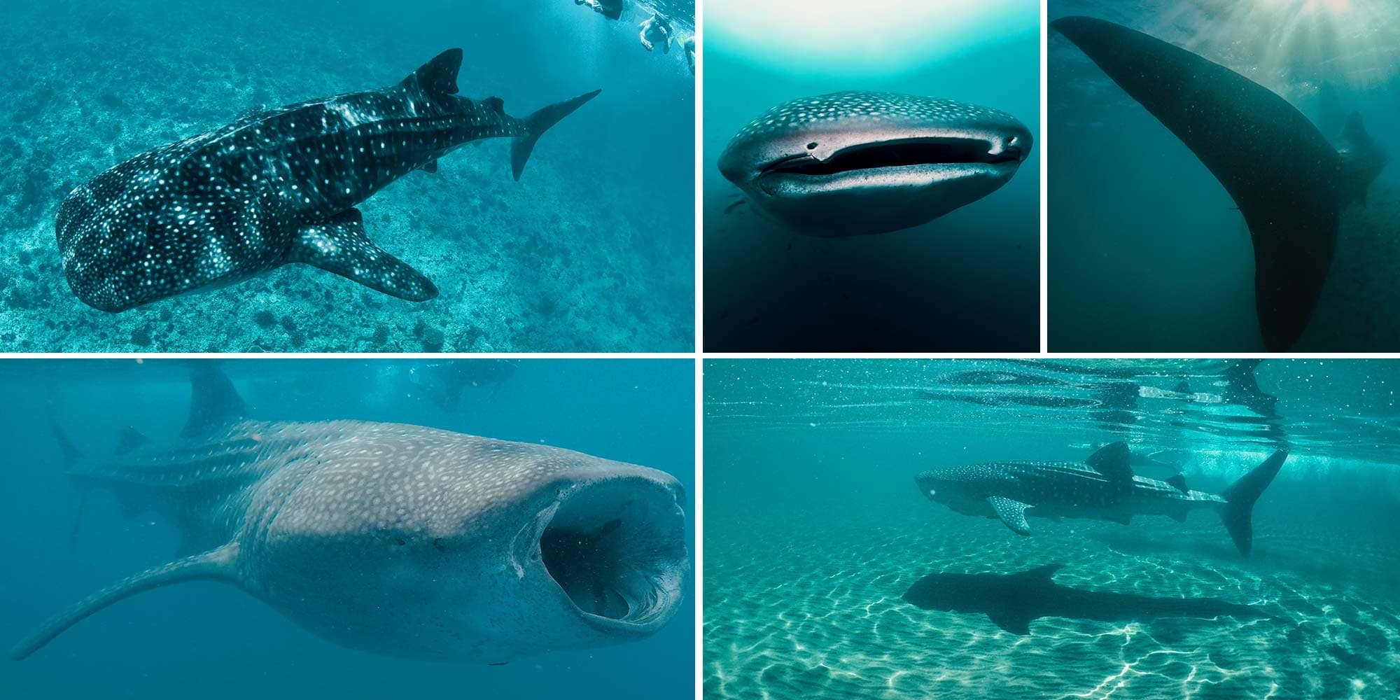 Whale Sharks, Sea Lions, and Playa Balandra Experience