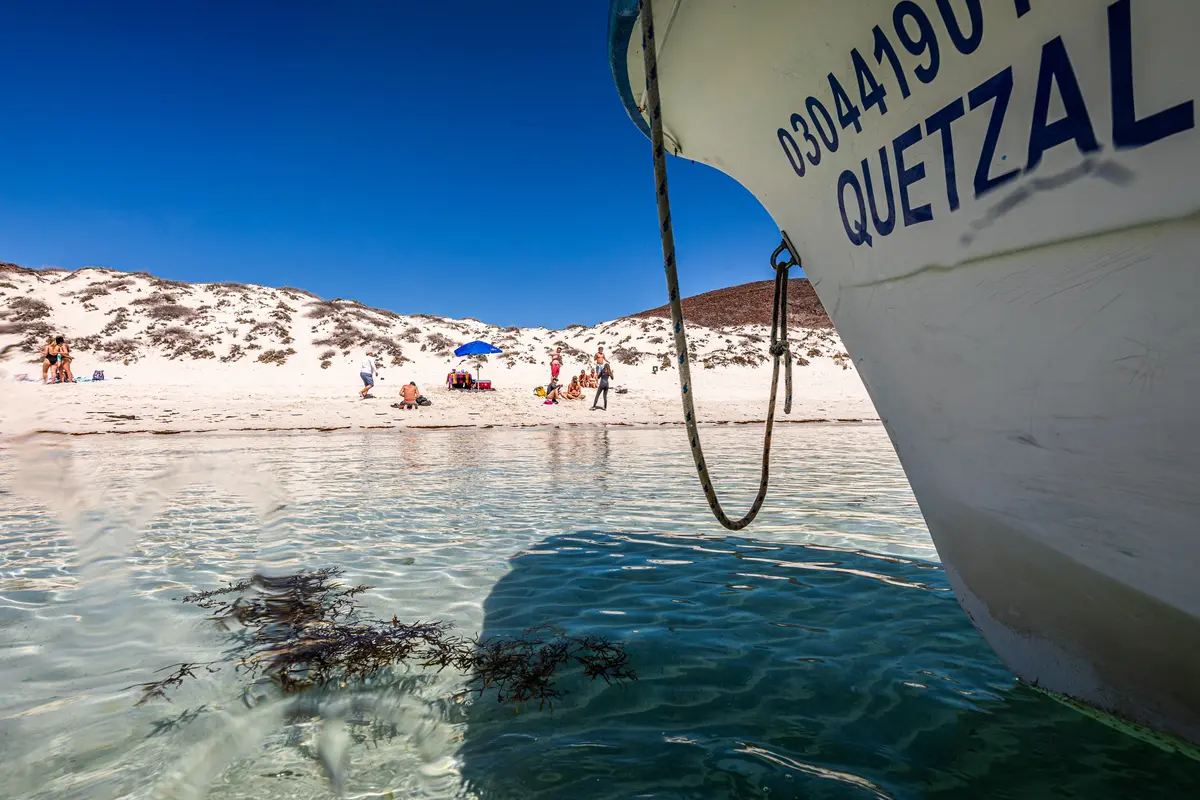 Whale Sharks, Sea Lions, and Balandra