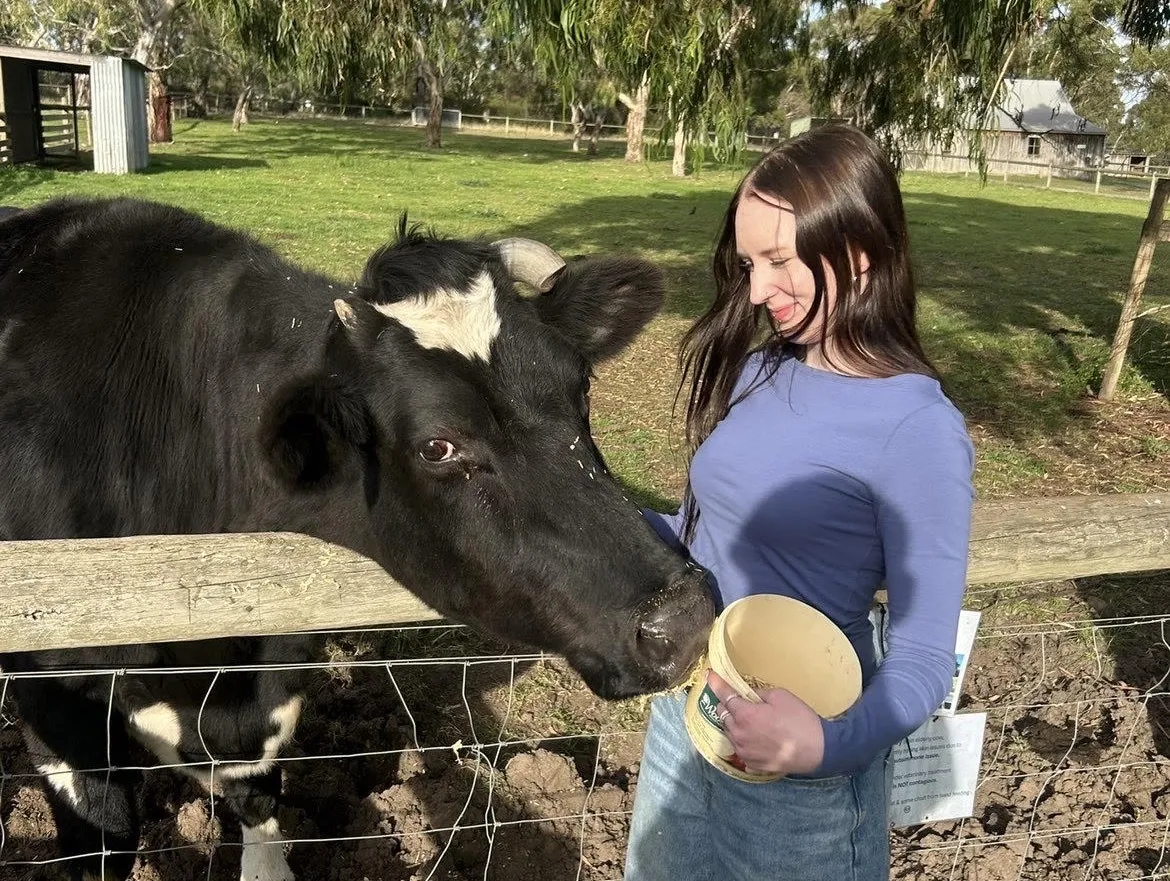 A woman in a blue long-sleeve shirt and denim skirt feeds a black and white cow over a wooden fence in a sunny grassy field with trees and a barn in the background.