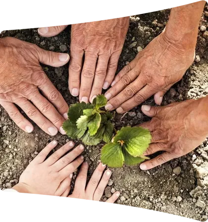 Six hands of different ages, from young to old, arranged in a circle around two small green plants growing in soil.