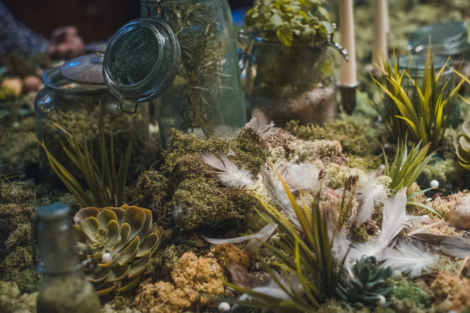 Your Dream – close-up of succulents and moss growing indoors