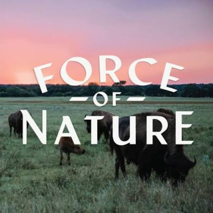 Buffalo grazing in a grassy field with a sunset sky in the background and the text 'Force of Nature' overlaid on the image.