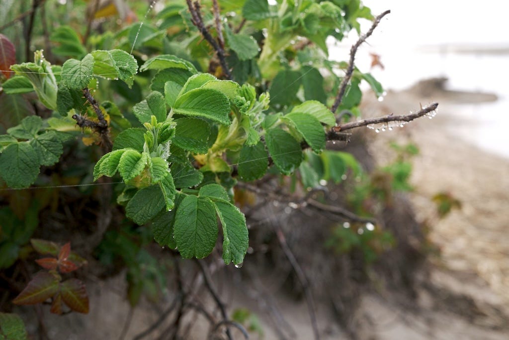 Another shot of wild flowers and plants next to the water in Provincetown, dripping with dew.