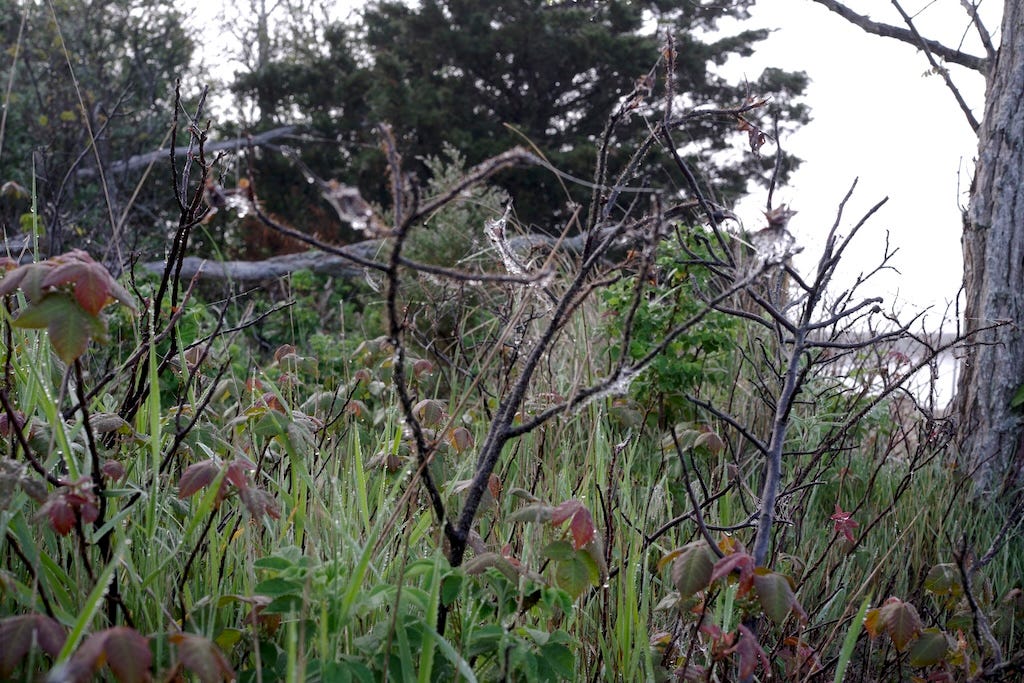 A shot of wild flowers and plants next to the water in Provincetown, dripping with dew.
