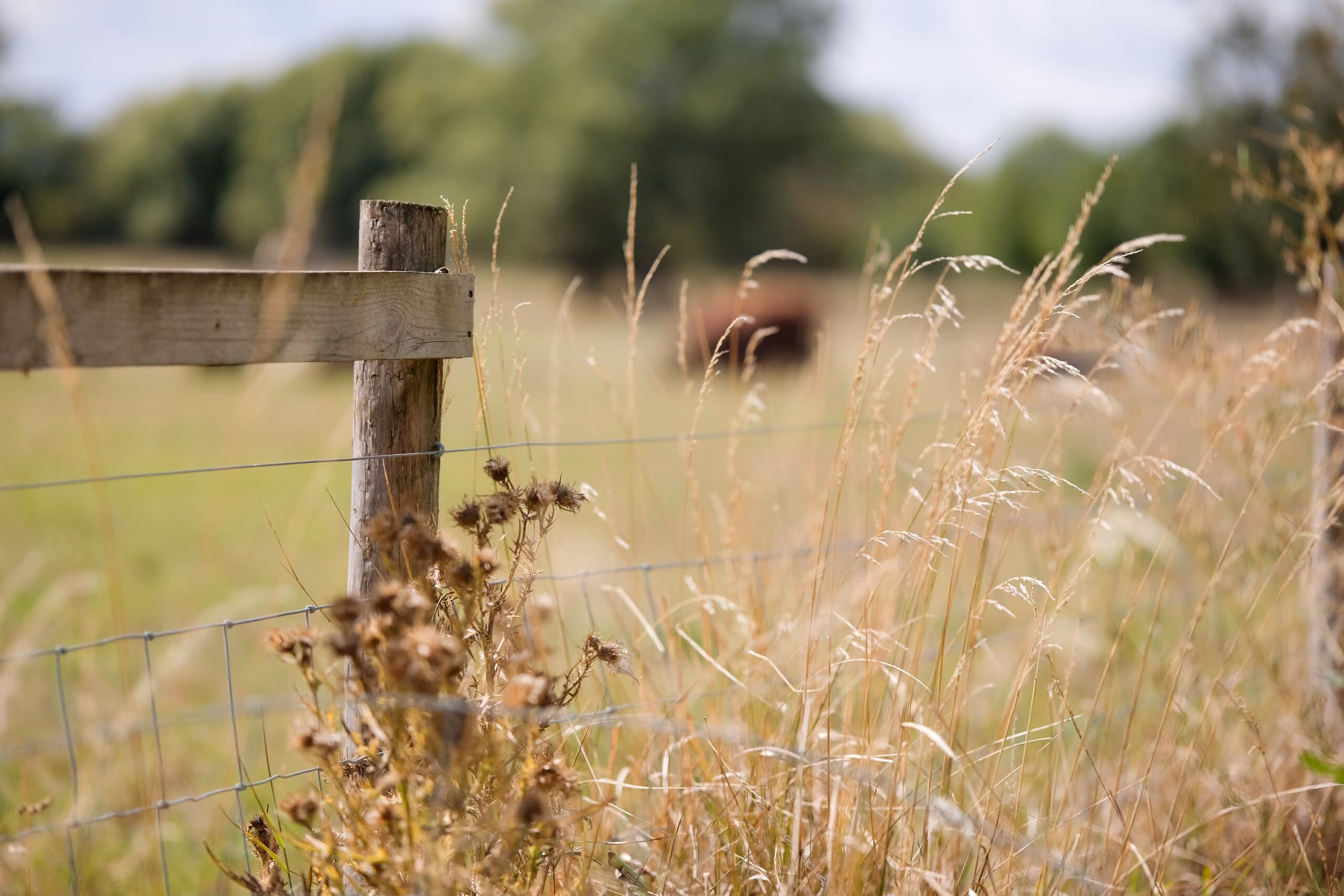Countryside reset