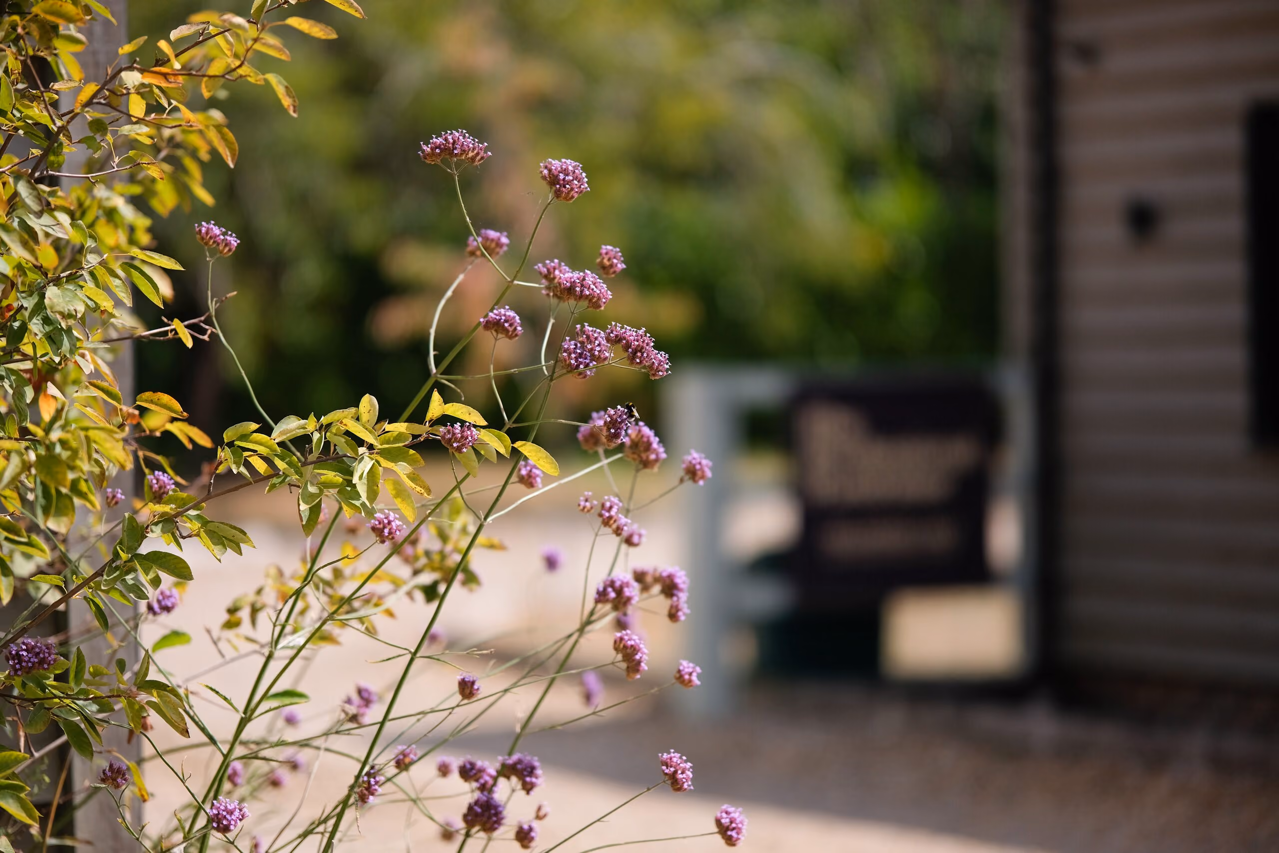 Close-up of delicate purple flowers on thin green stems with leafy branches to the left, blurred background showing outdoor path and building facade.