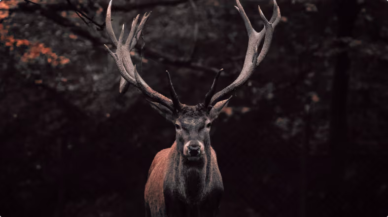 Een hand die een bos kruiden en bladeren vasthoudt en gebruikt om een groot stuk vlees, dat op een grill boven open vlammen gaart, te roken.