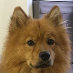 Bobby the Pomsky, ElectriSoul's resident gym dog