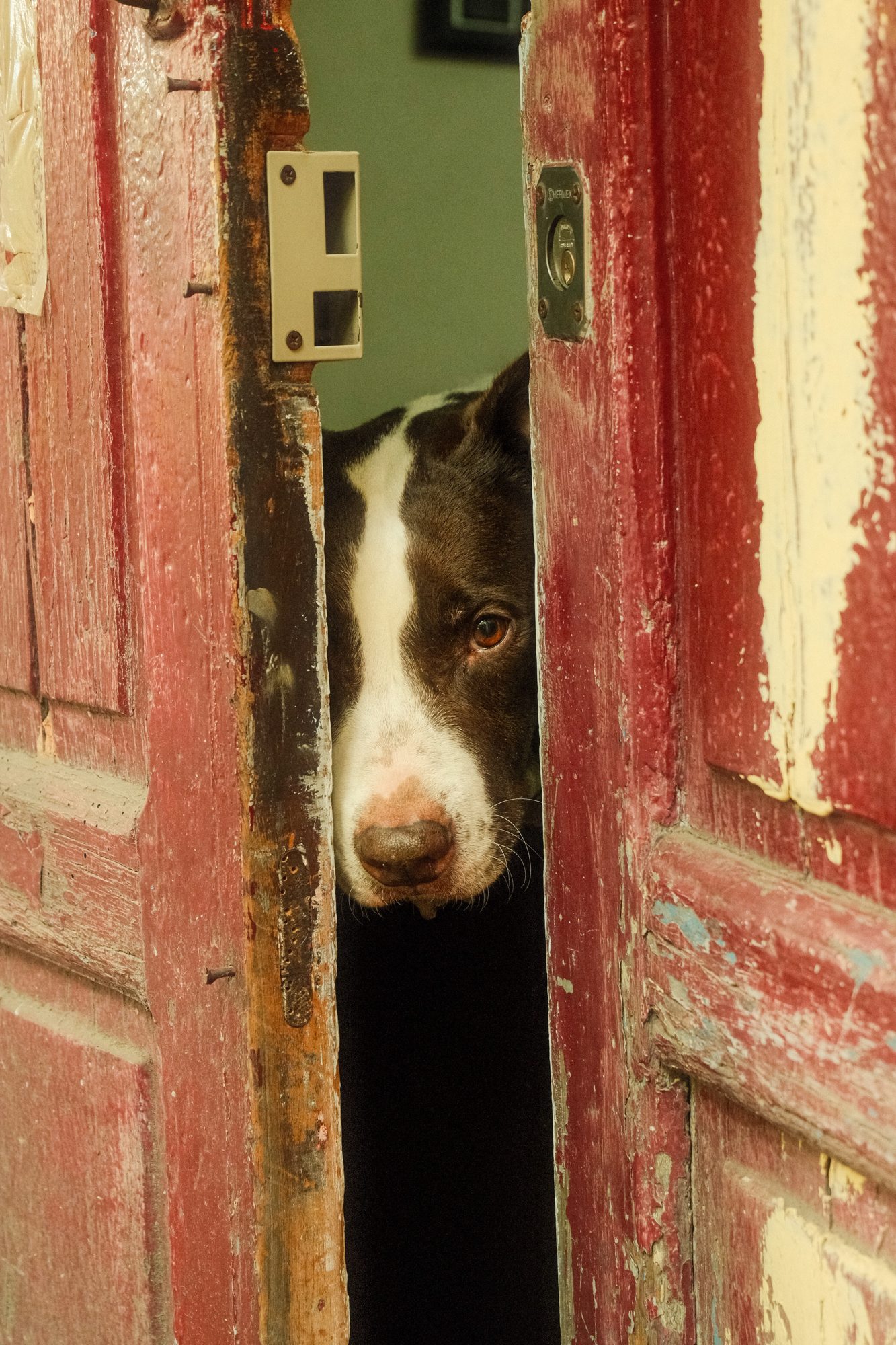 Doorway Dog