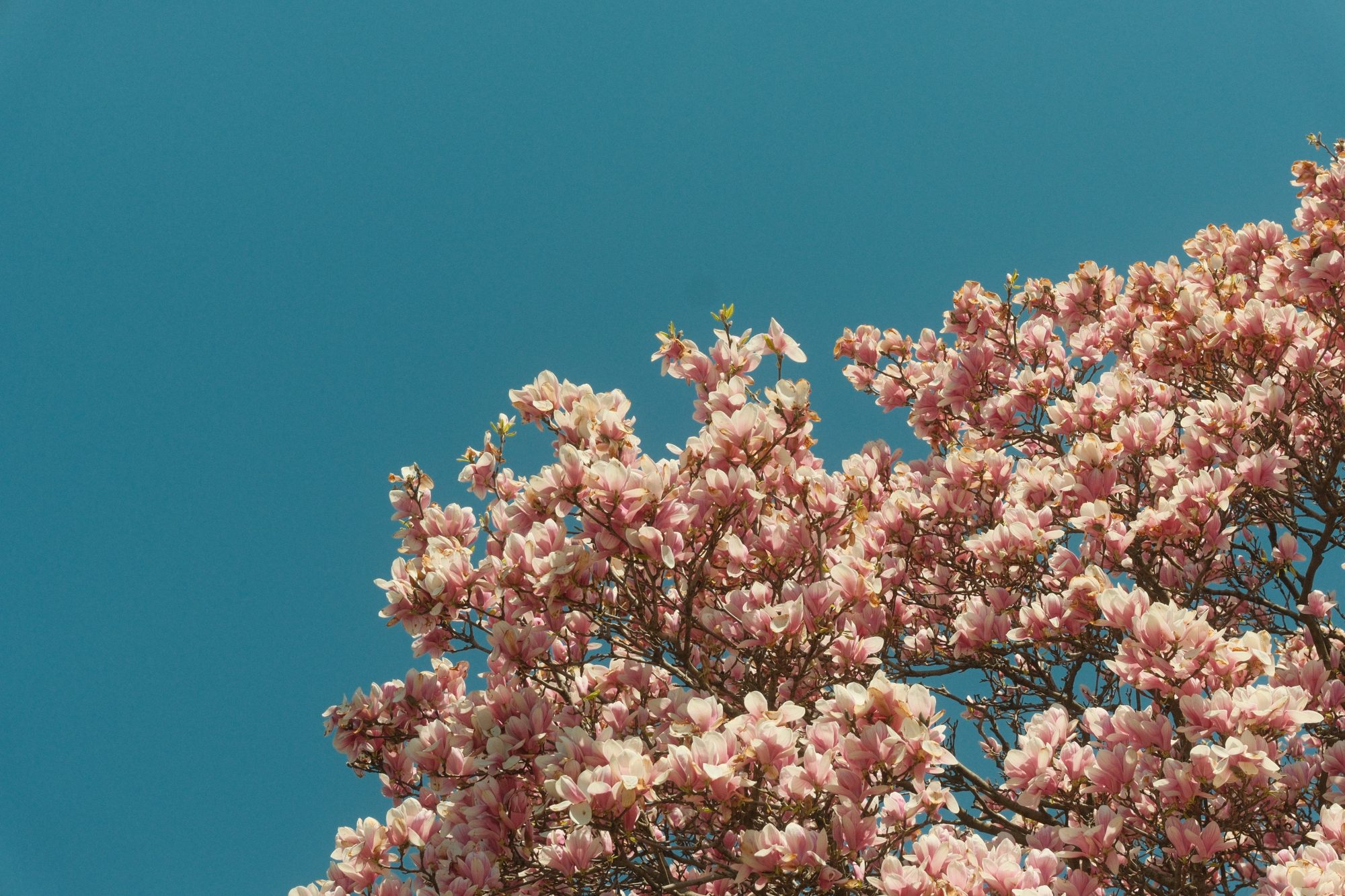 Magnolia