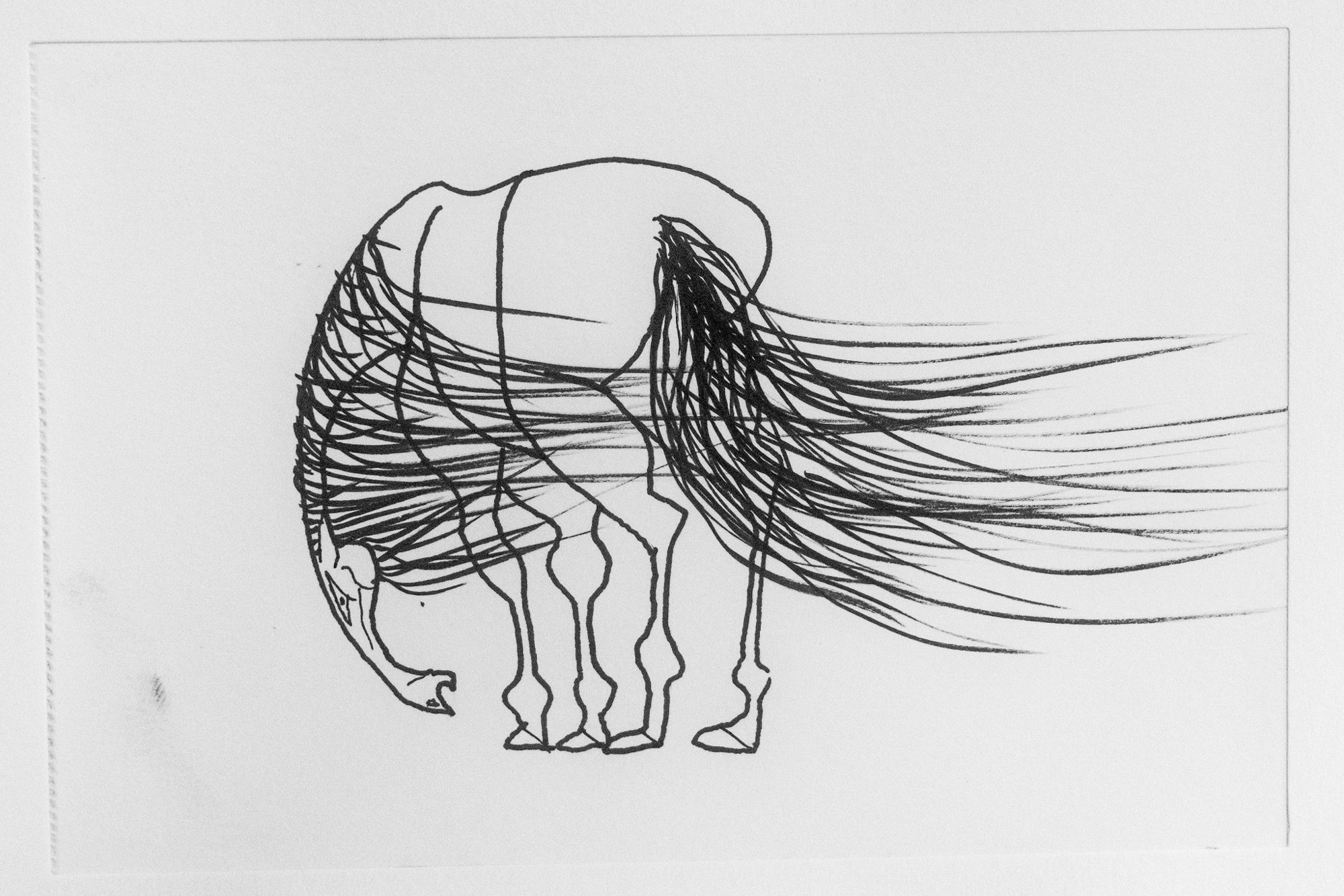 Horse