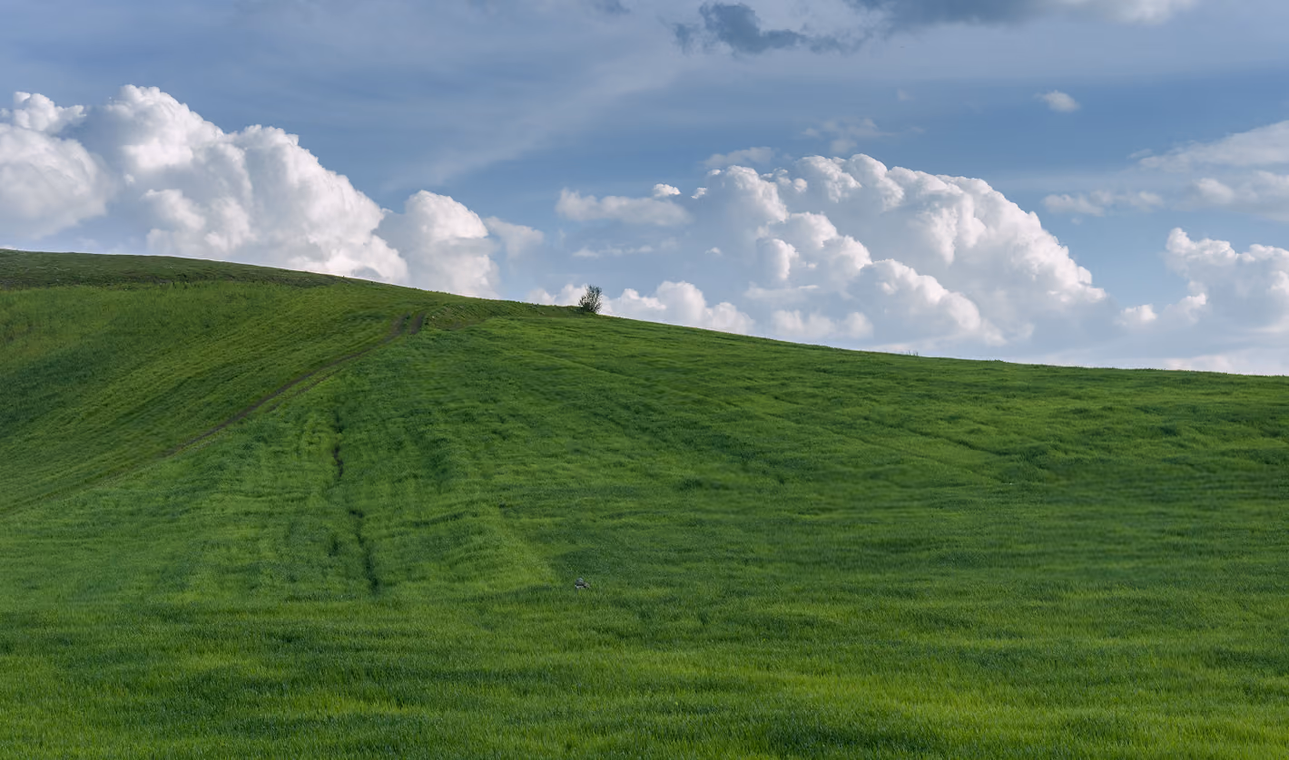 Green rolling hillside with a lone tree under a blue, cloud-filled sky