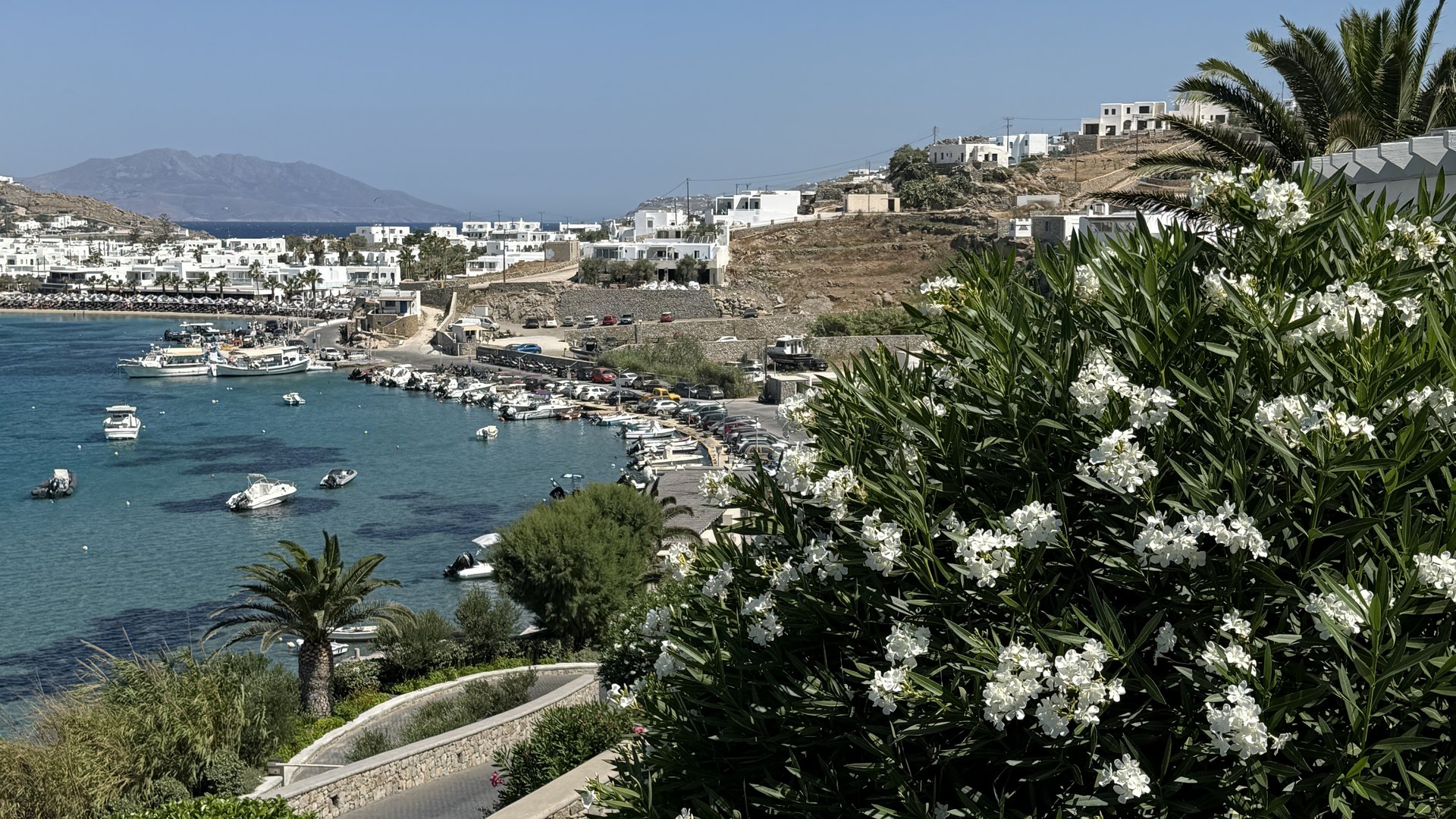 A small harbor on Mykonos with boats, white houses and a white oleander bush