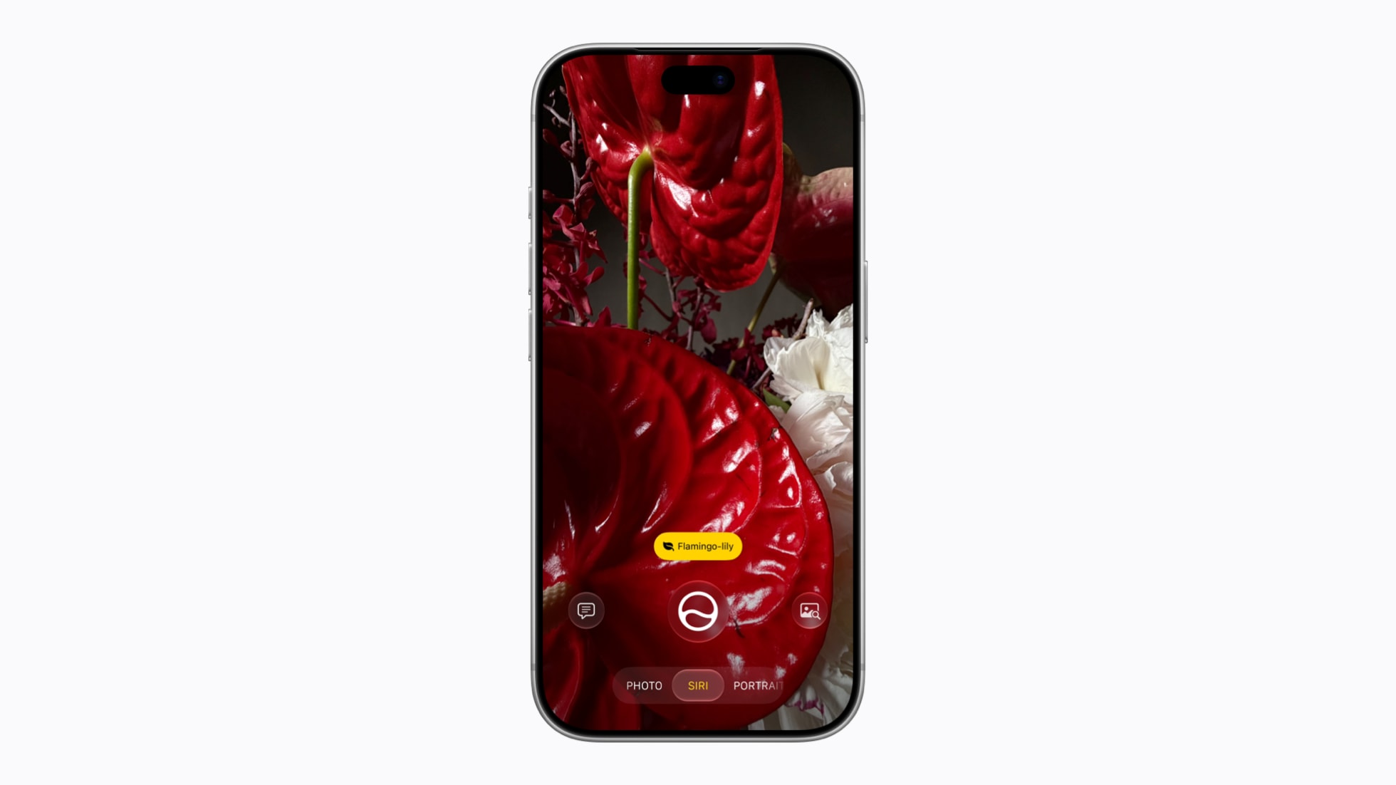 iPhone Camera app in Siri mode labeling a red flower as a flamingo lily