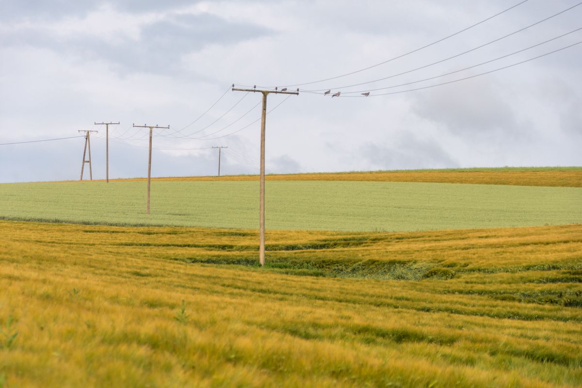 Rural power lines across farmland