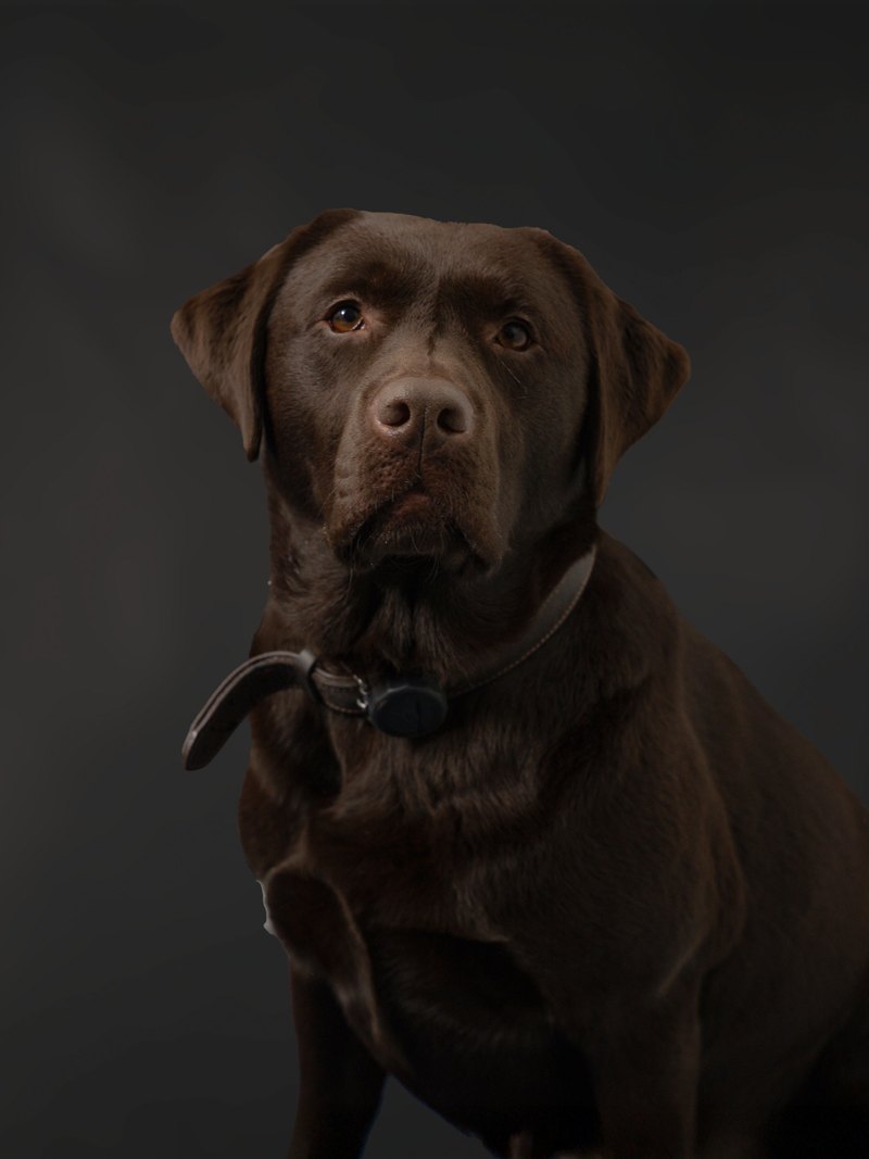 Coco, de kantoorhond van Pro Contact