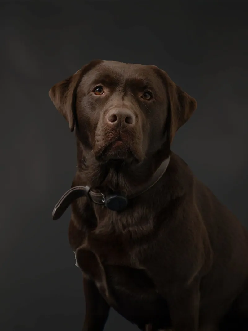 Coco, the Pro Contact office dog