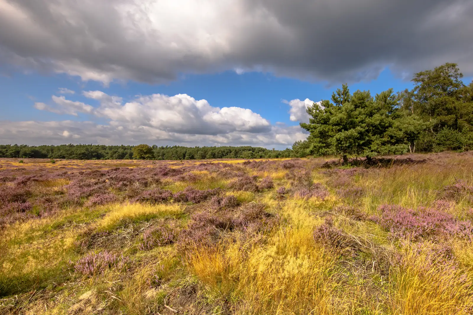 online marketing bureau gelderland pro contact