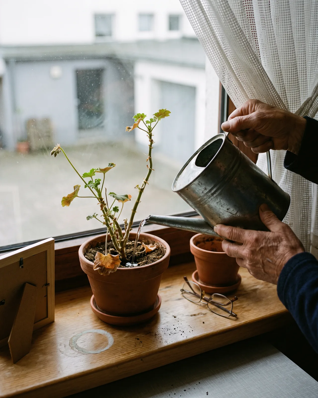 Seniorin gießt eine Pflanze auf der Fensterbank