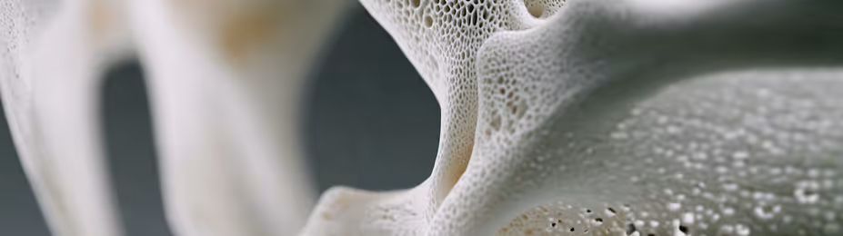 Close-up view of porous white bone structure showcasing texture and tiny holes.