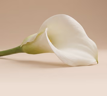 Close-up of a single white calla lily flower with a green stem laying on a neutral beige surface.