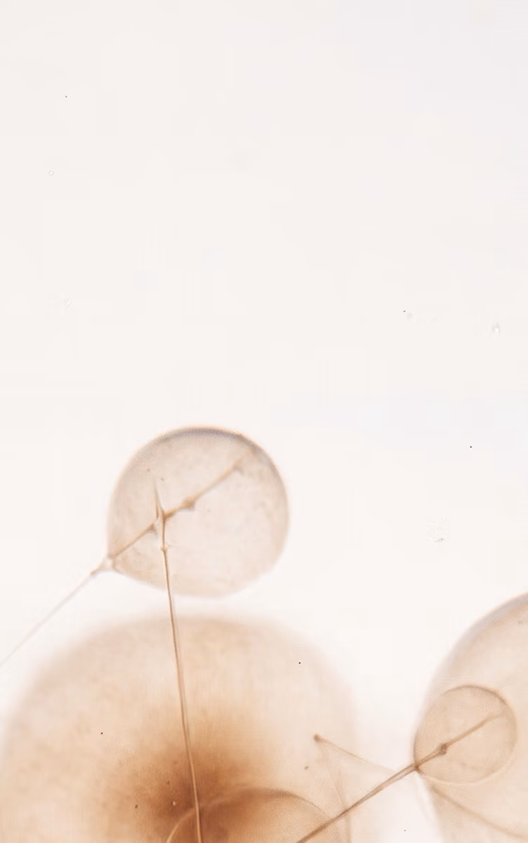 Close-up of translucent, balloon-like seed pods with thin stems on a light background.